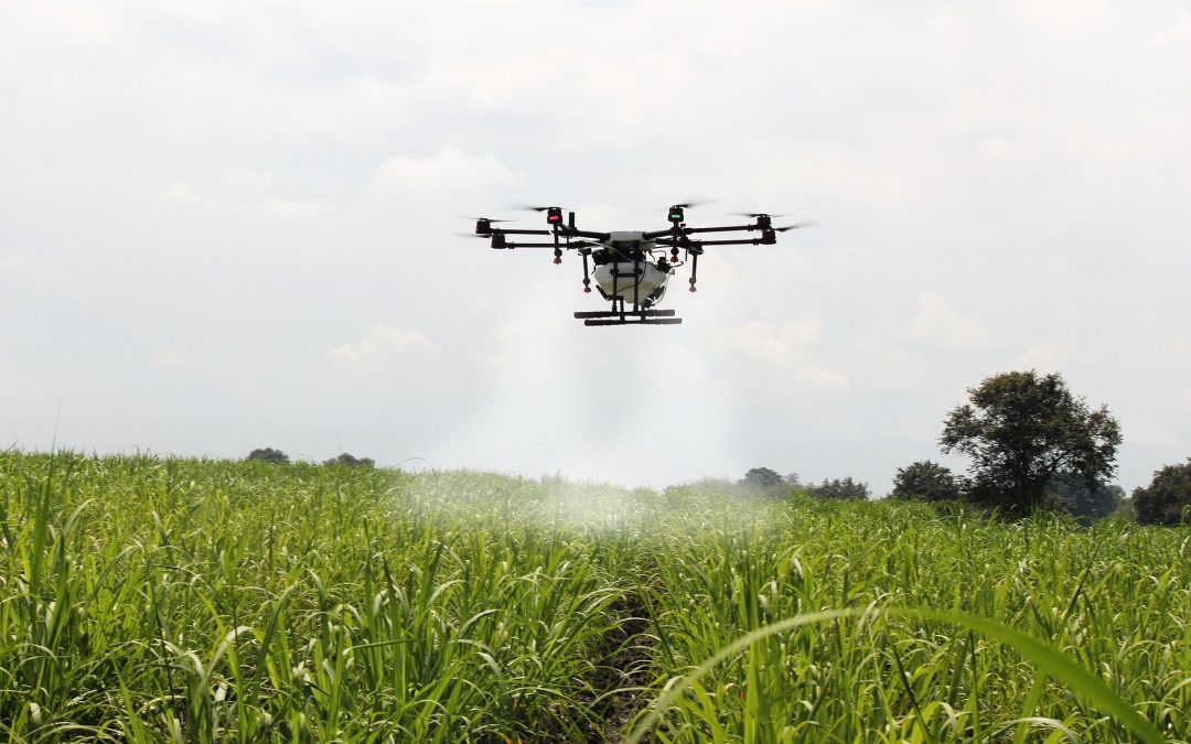 Productores apuestan por el uso de drones en los cultivos de caña